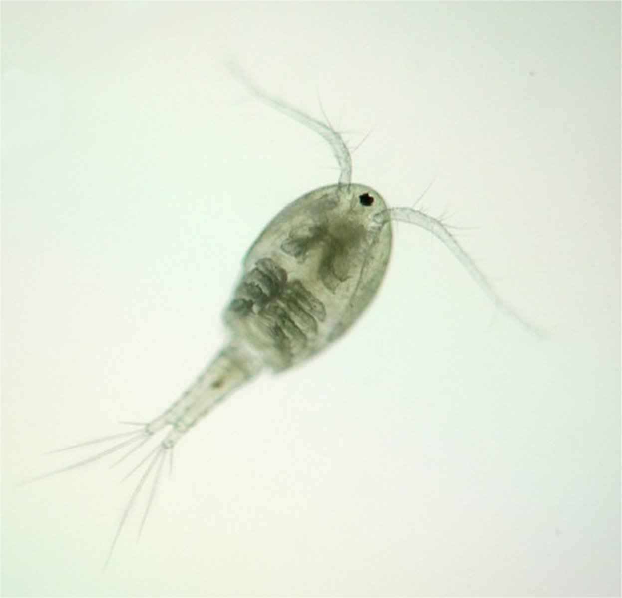 <p>Class of crustaceans, mandibulates, and arthropods</p><p>-long antennae and fleshy tail</p>