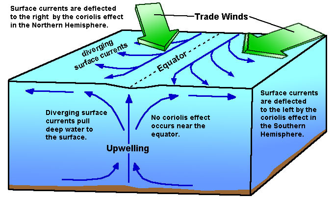 <p>Currents on either side of equator deflect surface water away from poles, replaced by nutrient rich deep water</p>