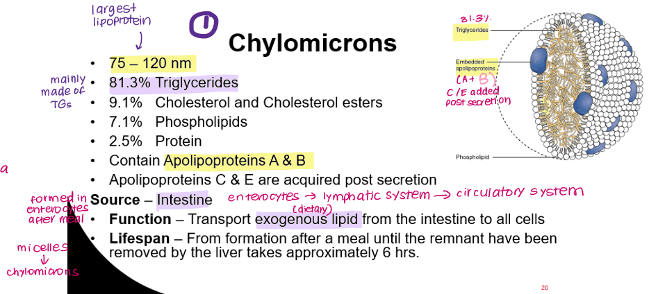 <p>Transport <strong>exogenous </strong>triglycerides<strong> </strong>from small intestine to all cells.</p><p>Chylomicron remnants return to liver</p>