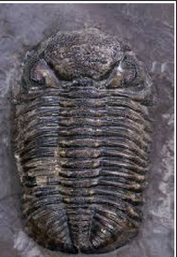 <p>a genus of extinct trilobites from the Devonian period, known for their large, compound eyes and distinctive, rugged exoskeleton. Looks like a pill bug</p>