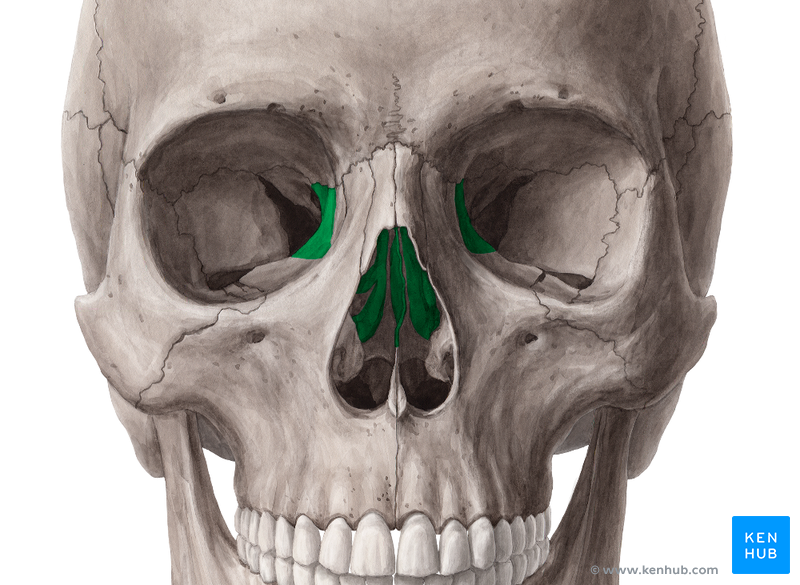 <p>Anterior view</p>