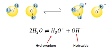 <ul><li><p class="Paragraph WhiteSpaceCollapse SCXP117525270 BCX8" style="text-align: left;"><span style="line-height: 0px;"><span>H</span></span><span style="background-color: inherit; line-height: 0px;"><span>3</span></span><span style="line-height: 0px;"><span>O</span></span><span style="background-color: inherit; line-height: 0px;"><span>+</span></span><span style="line-height: 0px;"><span>, OH</span></span><span style="background-color: inherit; line-height: 0px;"><span>- </span></span><span style="line-height: 0px;"><span>ions are highly reactive​</span></span></p></li><li><p class="Paragraph WhiteSpaceCollapse SCXP117525270 BCX8" style="text-align: left;"><span style="line-height: 0px;"><span>​</span></span></p></li></ul><p class="Paragraph WhiteSpaceCollapse SCXP117525270 BCX8" style="text-align: left;"><span style="line-height: 0px;"><strong><span>Note</span></strong><span>:​</span></span></p><ul><li><p class="Paragraph WhiteSpaceCollapse SCXP117525270 BCX8" style="text-align: left;"><span style="line-height: 0px;"><span>H</span></span><span style="background-color: inherit; line-height: 0px;"><span>3</span></span><span style="line-height: 0px;"><span>O</span></span><span style="background-color: inherit; line-height: 0px;"><span>+</span></span><span style="line-height: 0px;"><span> is commonly just called H</span></span><span style="background-color: inherit; line-height: 0px;"><span>+</span></span><span style="line-height: 0px;"><span>.​</span></span></p></li><li><p class="Paragraph WhiteSpaceCollapse SCXP117525270 BCX8" style="text-align: left;"><span style="line-height: 0px;"><span>Free H</span></span><span style="background-color: inherit; line-height: 0px;"><span>+</span></span><span style="line-height: 0px;"><span> does not exist in water, it’s just a convenient shorthand.​</span></span></p></li></ul><p>Water acts as an equilibrium with H+ and OH-</p>