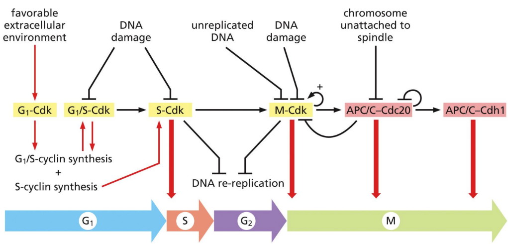<p><span><u>Cyclin-dependent kinases </u>= protein enzymes that add phosphates to various proteins involved in cell cycling&nbsp;</span></p><ul><li><p class="Paragraph SCXW25687625 BCX0" style="text-align: left"><span>Phosphorylate things&nbsp;</span></p></li></ul><ul><li><p class="Paragraph SCXW25687625 BCX0" style="text-align: left"><span>Activity is regulated by its association with cyclins, activating &amp; inhibitory phosphorylations, and binding of Cdk inhibitors&nbsp;</span></p></li></ul><p class="Paragraph SCXW25687625 BCX0" style="text-align: left"><span>Distinct pairs of cyclins and Cdks regulate progression through different stages of the cell cycle&nbsp;</span></p><ul><li><p class="Paragraph SCXW25687625 BCX0" style="text-align: left"><span>Inhibitory mechanisms provide information about the extra- &amp; intracellular environment&nbsp;</span></p></li></ul><ul><li><p class="Paragraph SCXW25687625 BCX0" style="text-align: left"><span>Cyclin-Cdk complexes are at the core of the control system&nbsp;</span></p></li></ul><p></p>