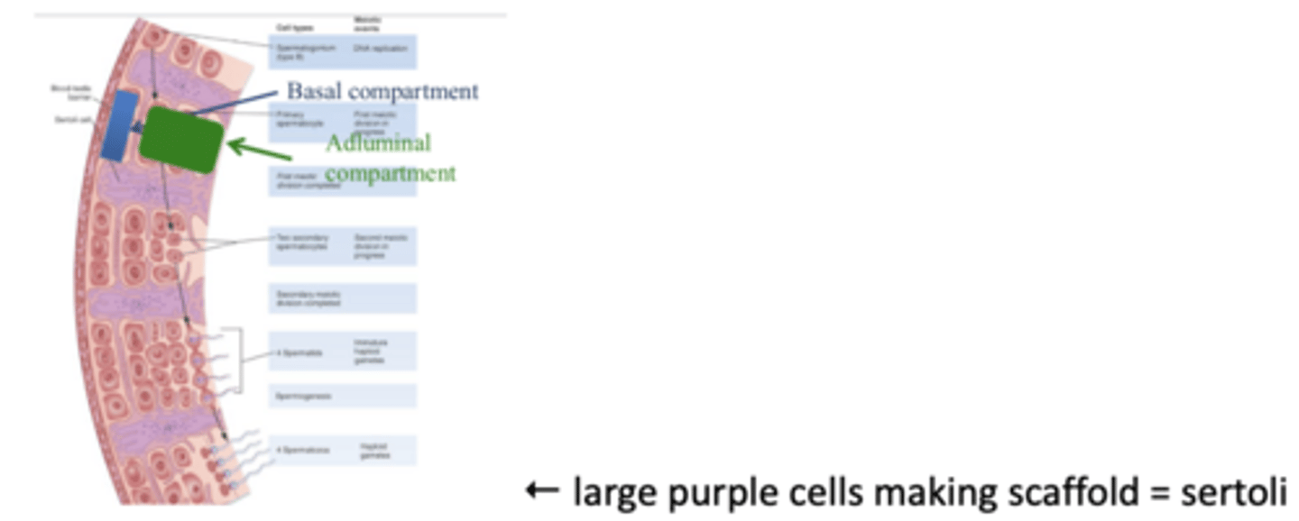 <p>describe how sertoli cell junctions change as sperm differentiate</p>