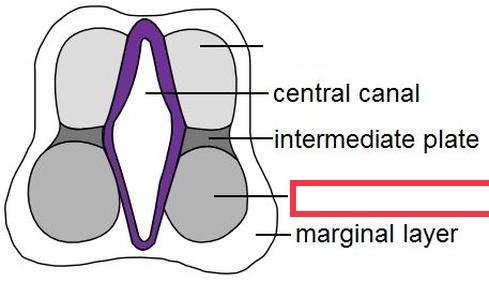 developmental region of the spinal cord that gives rise to the lateral and anterior horns of gray matter