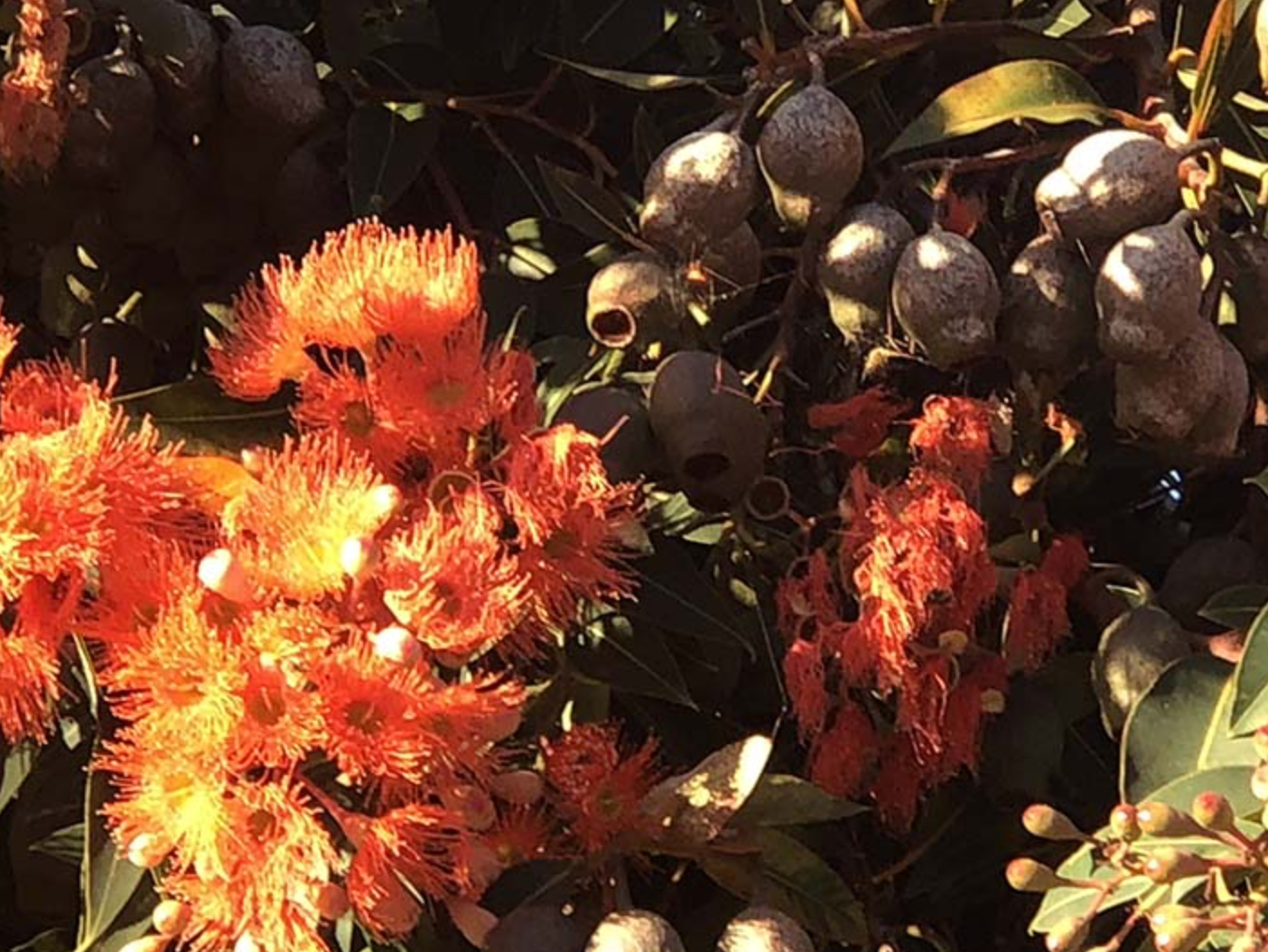 <p>red-flowering gum</p><p></p><p>leaves have a distinct lighter line running through the middle </p>