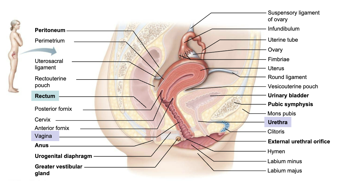 <p><span style="color: blue;"><strong><span>STRUCTURE</span></strong></span></p><ul><li><p>Thin-walled tube 8-10cm (3-4 in) in length</p></li><li><p>Extends between bladder and rectum from cervix to exterior</p></li><li><p><span style="color: purple;"><strong><span>Epithelial cells of the vaginal mucosa</span></strong></span><span style="color: rgb(0, 0, 0);"><span> produce a</span></span><span style="color: rgb(0, 0, 0);"><br></span><span style="color: rgb(0, 0, 0);"><span>glycogen-rich fluid that is metabolized by bacteria to lactic</span></span><span style="color: rgb(0, 0, 0);"><br></span><span style="color: rgb(0, 0, 0);"><span>acid, producing a </span><strong><em><span>highly acidic</span></em></strong><span> environment that protects</span></span><span style="color: rgb(0, 0, 0);"><br></span><span style="color: rgb(0, 0, 0);"><span>from infection.</span></span></p></li></ul><p><span style="color: red;"><strong><span>FUNCTION</span></strong></span></p><ol><li><p>Birth canal</p></li><li><p>Passageway for menstrual flow</p></li><li><p>Organ of copulation</p></li></ol><p></p>