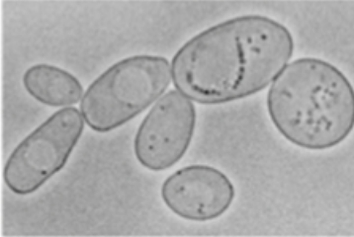 <p>What type of microscopy is shown?</p>