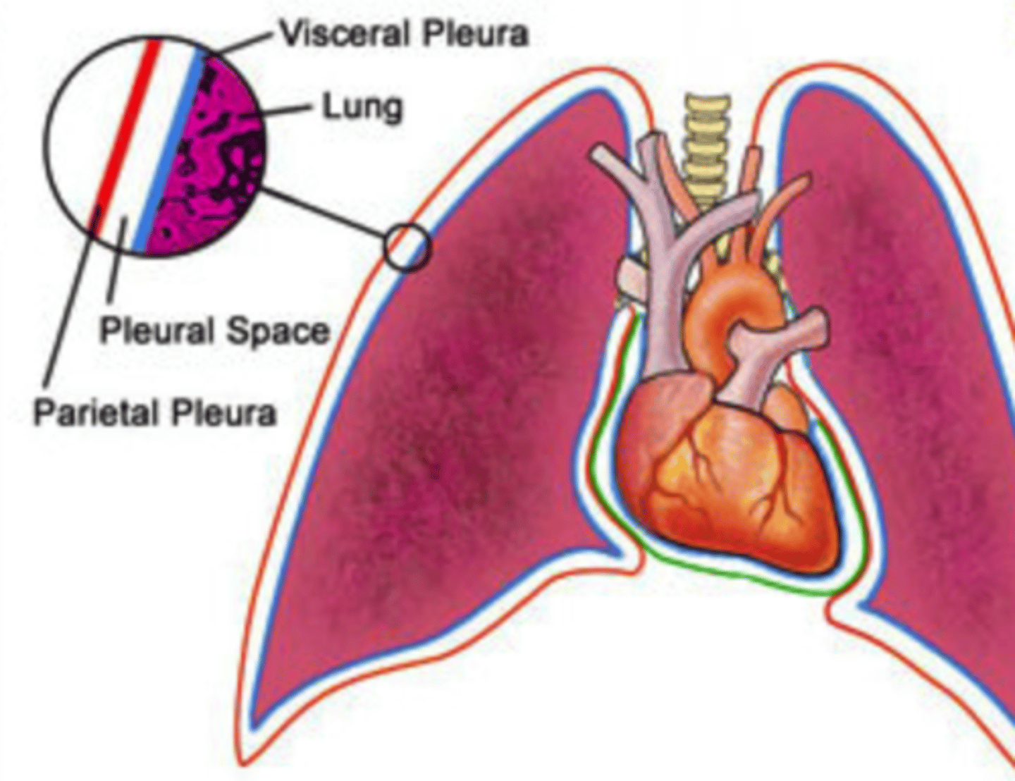 <p>intrapleural space<br>(AKA: pleural space)</p>