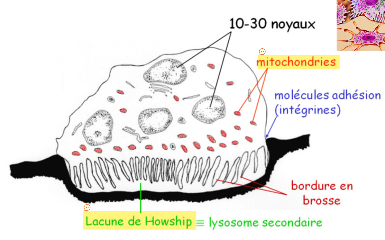 <ul><li><p>cellules géantes, à noyaux multiples (10-30)</p></li><li><p>résultent de la fusion de plusieurs <strong>monocytes</strong> sanguins</p></li><li><p>fonction principal = résorption osseuse</p></li></ul><p></p>