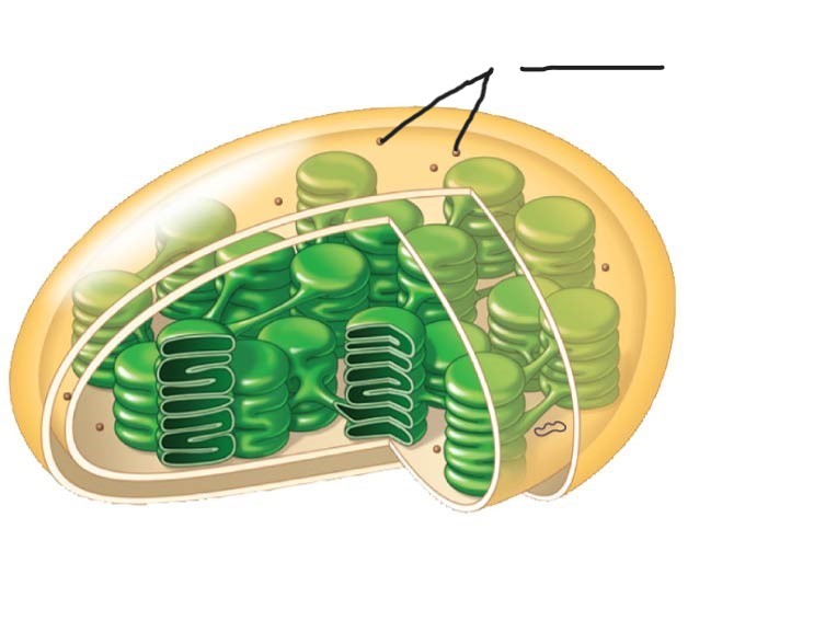 <ol><li><p>Chloroplast </p></li></ol>