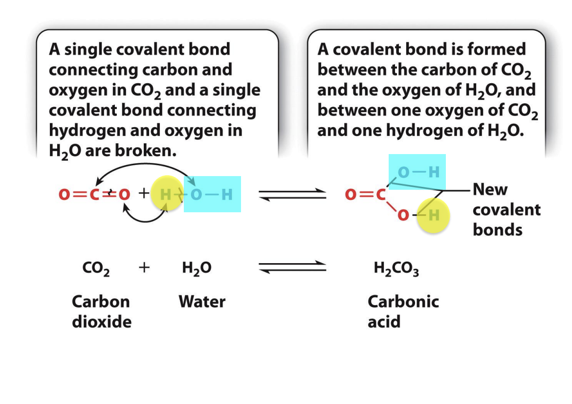 <ul><li><p><span style="background-color: inherit; line-height: 19.55px; color: windowtext;"><span>CO2 and water react to form carbonic acid</span></span><span style="line-height: 19.55px; color: windowtext;"><span> </span></span></p></li><li><p><span style="line-height: 19.55px; color: windowtext;"><span>CO2 covalently bonded with double bonds</span></span></p></li><li><p><span style="line-height: 19.55px; color: windowtext;"><span>H20 covalent bonded to O with two single bonds</span></span></p><ul><li><p class="Paragraph SCXO146138611 BCX0" style="text-align: left;">single covalent bond connecting Carbon and oxygen in CO2 and single covalent bond connecting hydrogen and oxygen in H20 are broken</p></li><li><p class="Paragraph SCXO146138611 BCX0" style="text-align: left;">Covalent bond is formed between carbon of CO2 and oxygen of H20, and between one oxygen of CO2 and one hydrogen of H20</p></li></ul></li><li><p class="Paragraph SCXO146138611 BCX0" style="text-align: left;"><span style="background-color: inherit; line-height: 19.55px; color: windowtext;"><span>Happens in Aquarius atoms -> oceans become more acidic because more CO2 dissolved in water --> increased carbonic acid</span></span><span style="line-height: 19.55px; color: windowtext;"><span> </span></span></p></li><li><p class="Paragraph SCXO146138611 BCX0" style="text-align: left;"><span style="line-height: 19.55px; color: windowtext;"><span>reaction is reversible </span></span></p></li><li><p class="Paragraph SCXO146138611 BCX0" style="text-align: left;"><span style="line-height: 19.55px; color: windowtext;"><span>atoms stay the same, but bonds change</span></span></p></li></ul><p></p>