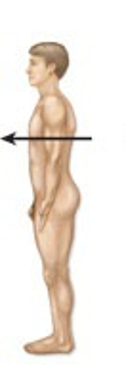 <p>closer to the front of the body</p>