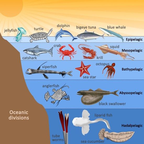 <ul><li><p>Many epipelagic organisms consume across multiple tropic levels. </p></li></ul><p>But is complicated by:</p><ul><li><p>Life stage → Different stages of development with predate on different organisms.</p></li><li><p>Location → Tropical food webs have more steps than colder waters.</p></li></ul><p></p>