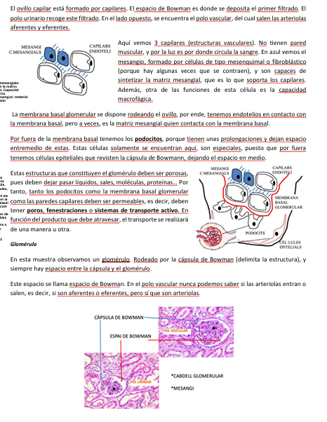 <p>Cèl·lules mesangials</p>