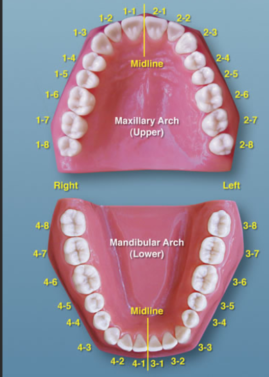 <p>ISO teeth numbering system </p>