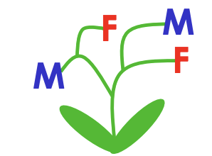 <p>have only male or only female in each flower, but both in the plant </p>