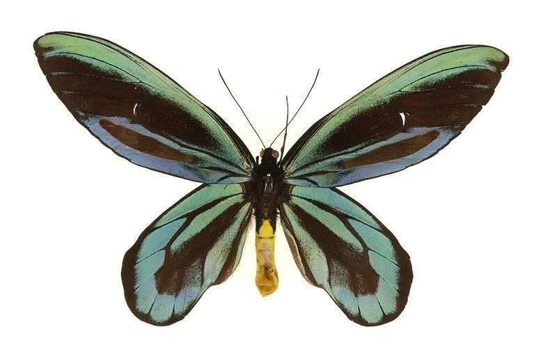 <p>Queen Alexandria’s birdwing</p>