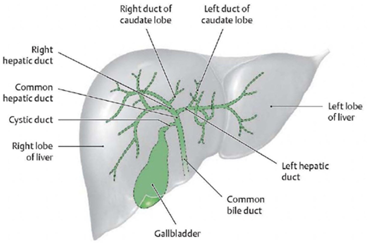 <p>stores and concentrates bile</p>