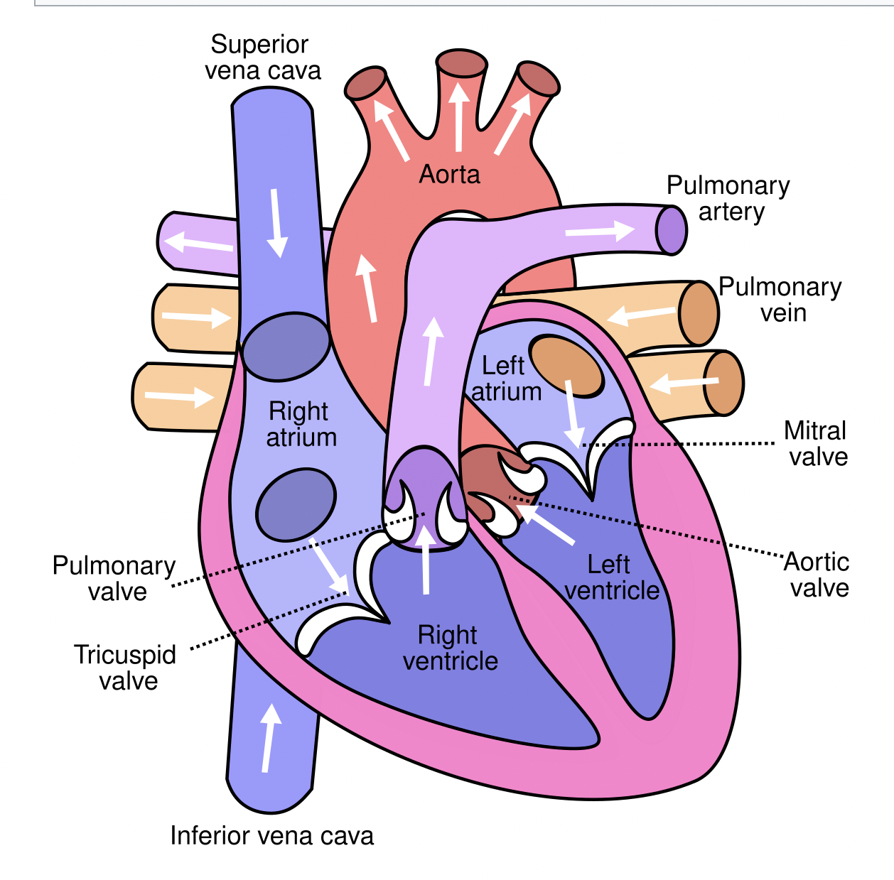 <p><span>1. Vena cava → Right atrium → Tricuspid valve → Right ventricle → Pulmonic valve→ Pulmonary artery → Lungs.</span></p><p><span>2. Pulmonary veins → Left atrium → Mitral valve → Left ventricle → Aortic valve →Aorta → Body.</span></p>