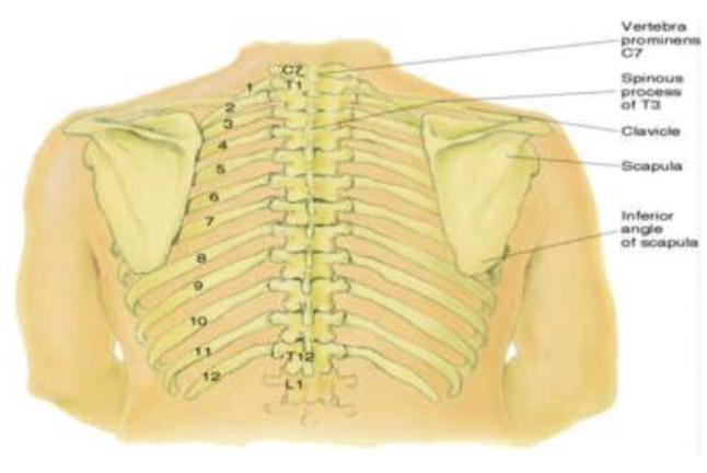 <p>Vertebra Prominens (C7), Spinous Processes, Inferior border of the scapula (7th or 8th rib), 12th rib (palpate midway between spine and side to find the location free tip_</p>