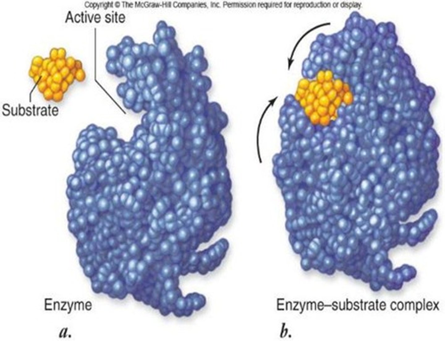 <p>a region of amino acids on the enzyme that binds to the substrate</p>