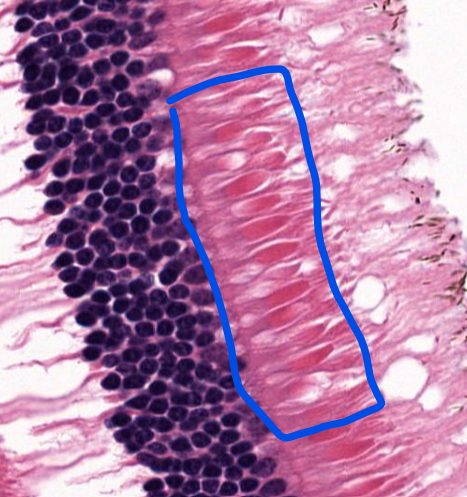 <p>cell type</p>