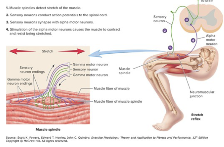 <ul><li><p>A muscle stretch/length receptor</p></li><li><p>Takes part in:</p><ul><li><p>regulation of movement</p></li><li><p>maintenance posture</p></li></ul></li><li><p>Produces a reflex contraction in response to a rapid increase in muscle length</p></li><li><p>Thigh muscles play a huge role in standing posture</p></li><li><p>If one is standing upright and starts to sway to the left, muscles in the legs and torso are stretched, activating the myotatic reflex to counteract the sway</p></li></ul><p></p>