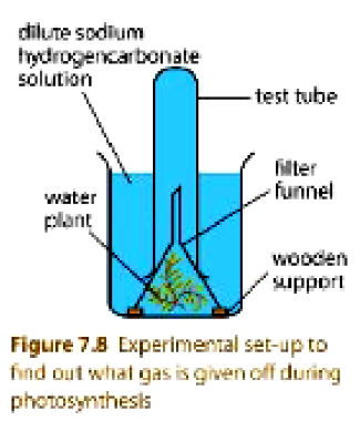 <ol><li><p>Set up some <strong>freshwater plants</strong> as shown in the figure&nbsp;</p></li><li><p>Dissolve a little <strong>sodium hydrogencarbonate</strong> in the water in the beaker. This <u>provides carbon dioxide to the plant</u></p></li><li><p>Place the set up in <strong>strong sunlight for a few hours</strong></p></li><li><p><strong>Gas bubbles form on the leaves in the beaker</strong>. The bubbles then rise up the test tube and displace the water downwards. When the test tube is <strong>half filled with gas</strong>, remove the test tube by placing a thumb over its mouth</p></li><li><p><strong>Test the gas with a glowing splinter</strong></p></li></ol><p></p>