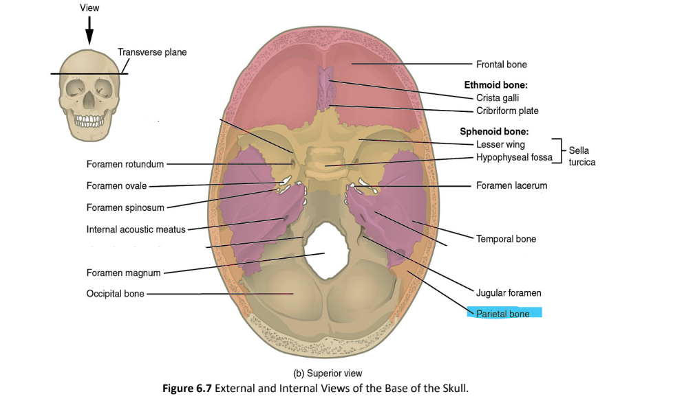 <p>parietal bone</p>