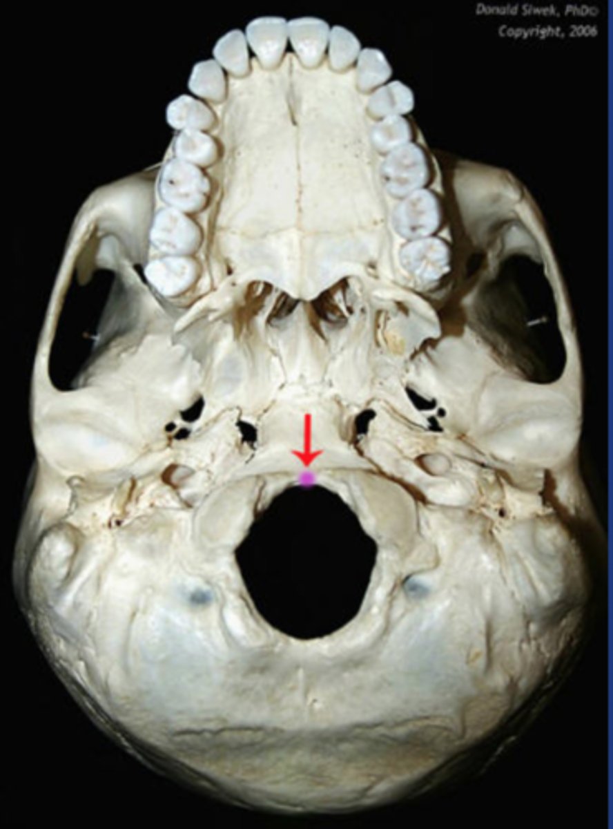 <p>midline point at the anterior margin of the occipital foramen</p>