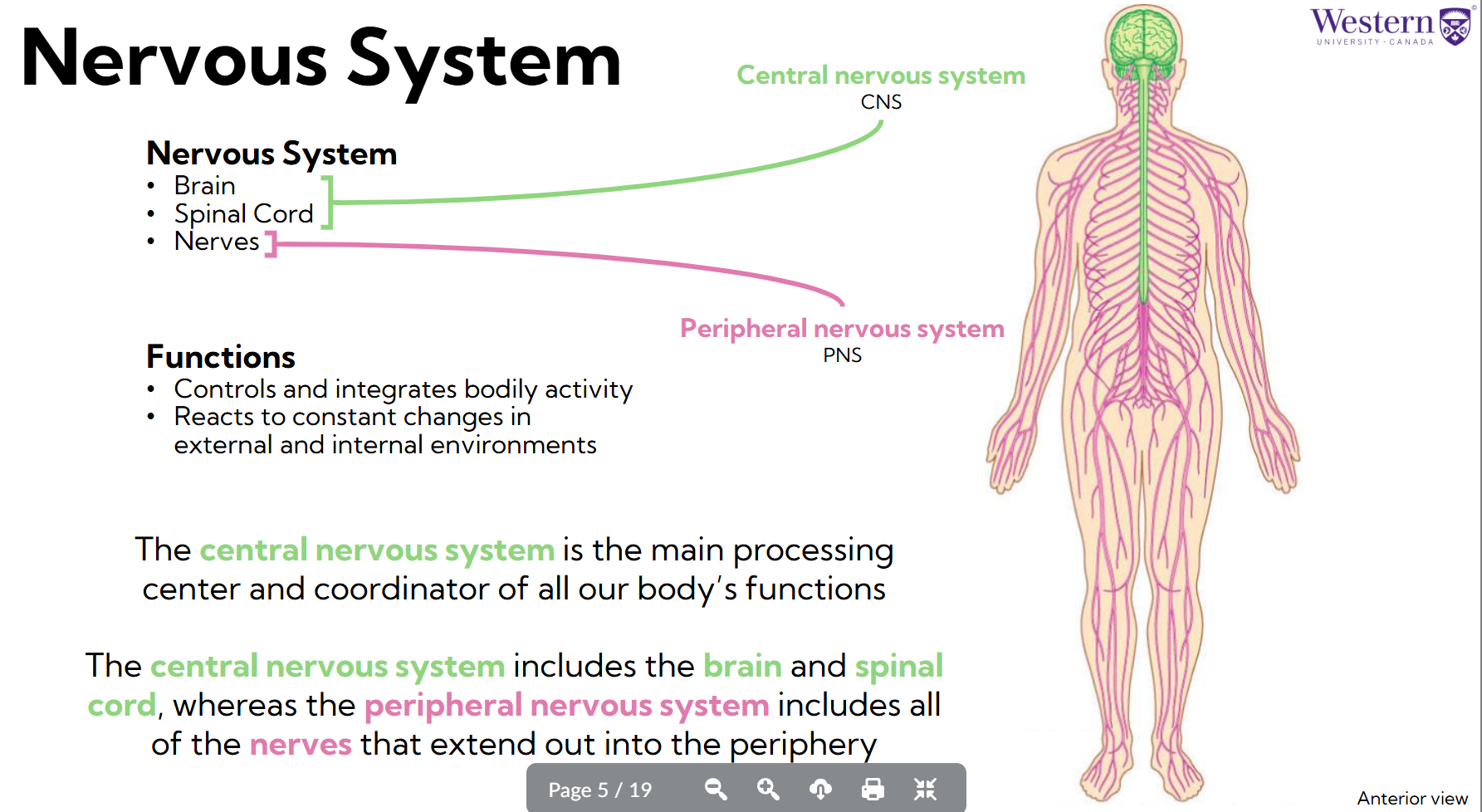 <p>Central Nervous System: Brain and spinal cord </p><p>Peripheral Nervous System: Nerves</p>