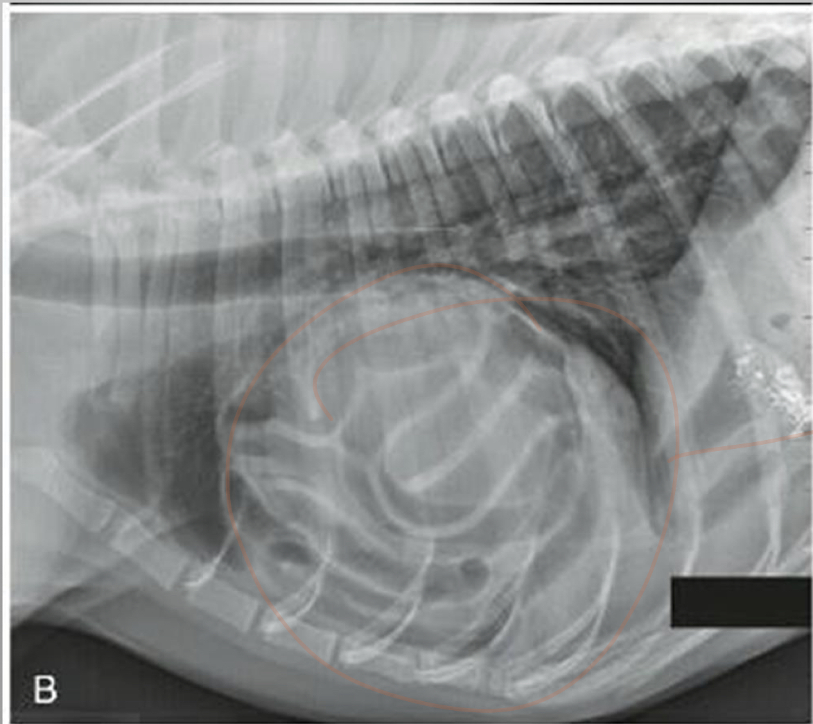 <p>CASE</p><ul><li><p>5 yr FS DLH</p></li><li><p>chronically tachypneic (rapid breathing) when excited</p></li><li><p>recently has gotten worse</p></li><li><p>muffled heart sounds</p></li><li><p>abdomen feels soft</p></li></ul>