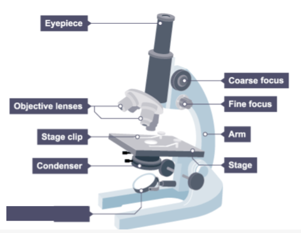 <p>Name the missing label on the microscope.</p>