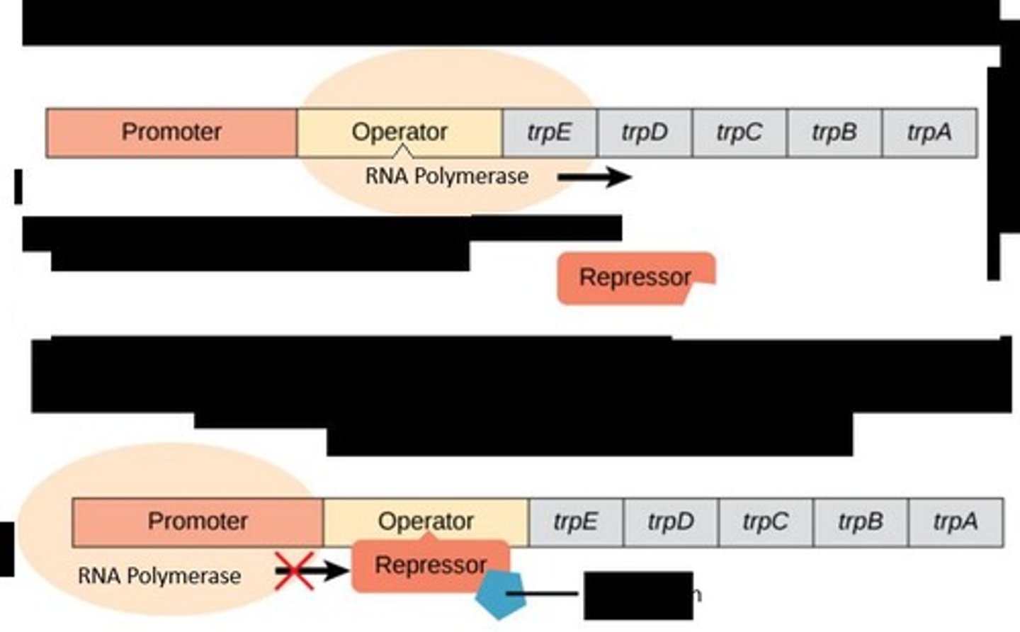 <p>The trp operon in E. coli, which controls the synthesis of tryptophan.</p>