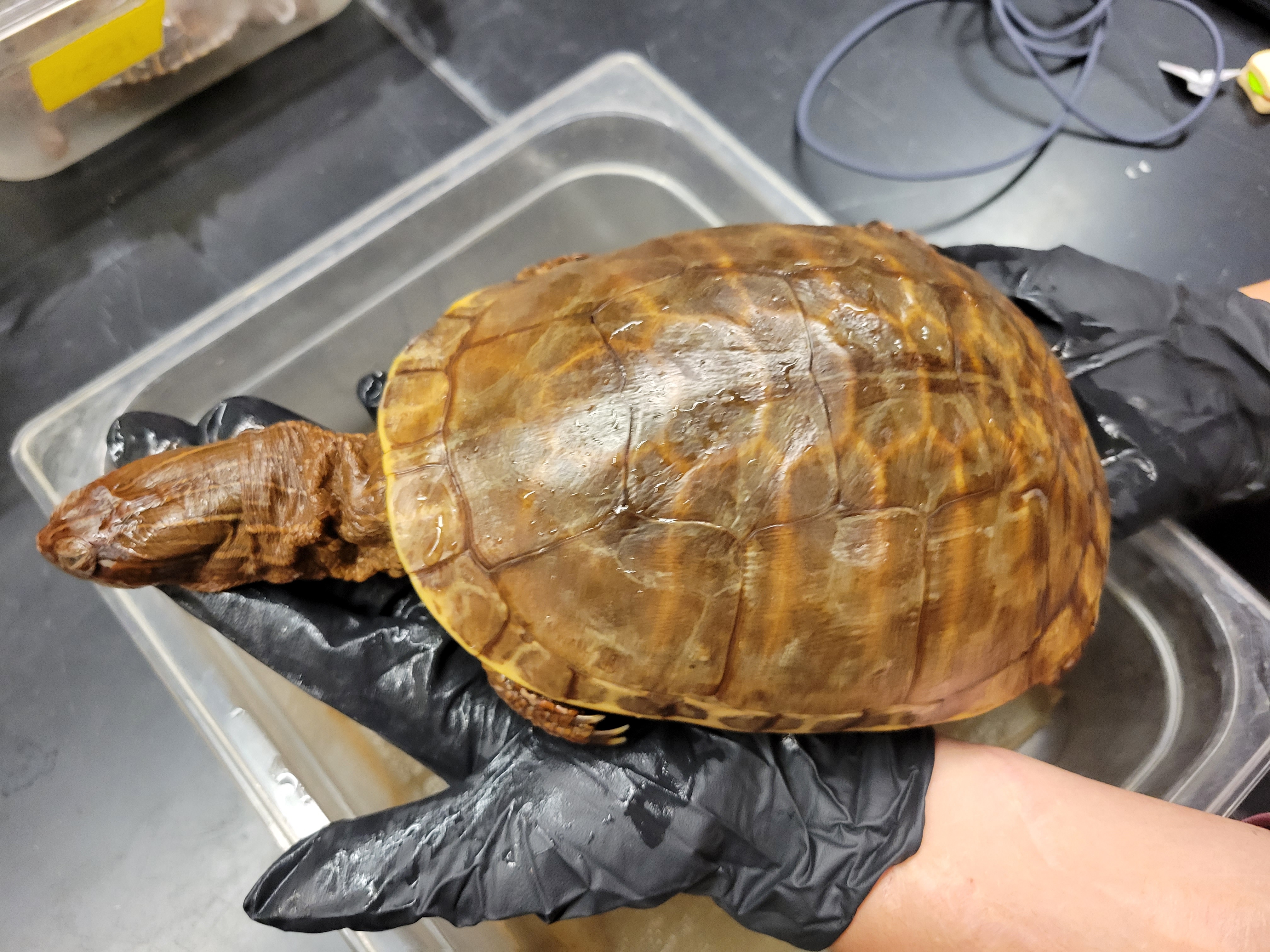 <p><span style="font-family: hurme_no2-webfont, -apple-system, system-ui, sans-serif">Chicken Turtle</span><br><br><span style="font-family: hurme_no2-webfont, -apple-system, system-ui, sans-serif">Genus is monotypic (i.e., it contains only a single species). Extremely long striped neck and a netlike pattern of light lines on the carapace. Carapace somewhat rough and sculptured with small, longitudinal ridges, is much longer than wide, and is widest over the hind legs. Plastron hingeless and yellow. Head long and narrow with a pointed snout. Forelegs have a broad yellow stripe across its front surface; hind legs are vertically striped. Females are larger than males; males have long, thick tails. Prefers still-water habitats.</span></p>