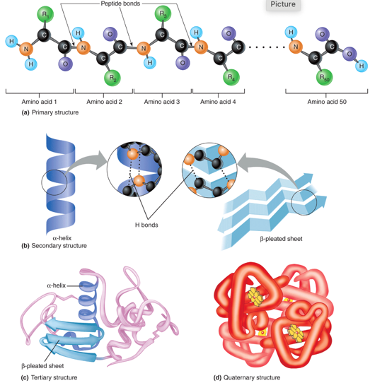 <p>Image of Levels of protein structure</p>