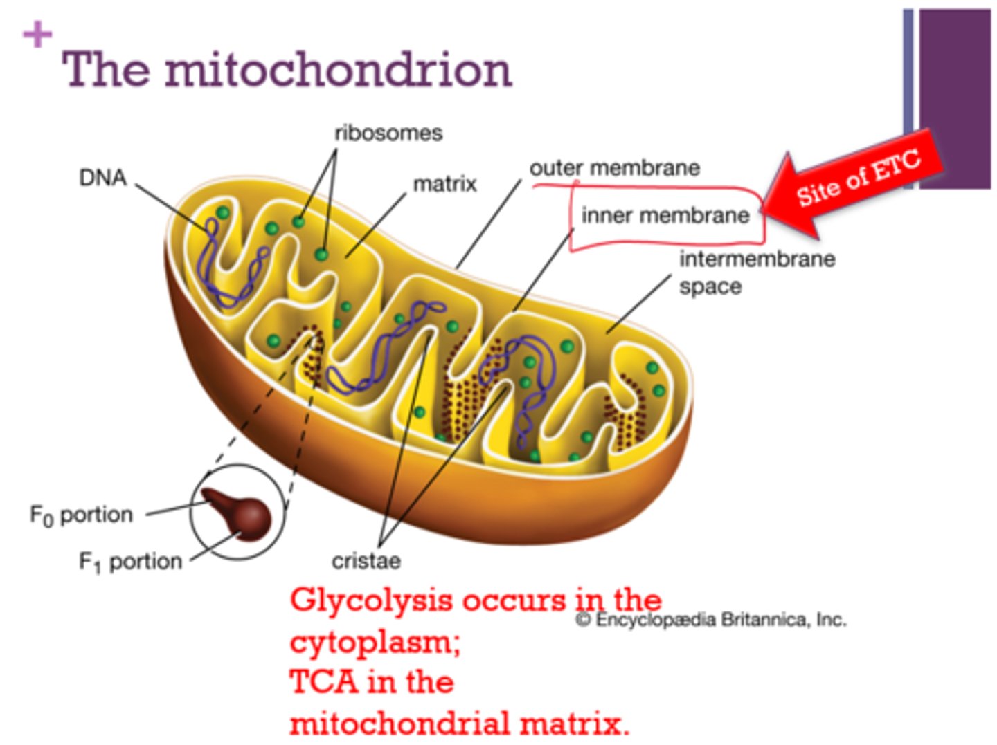 <p>- cytoplasm</p><p>- mitochondrial matrix</p>