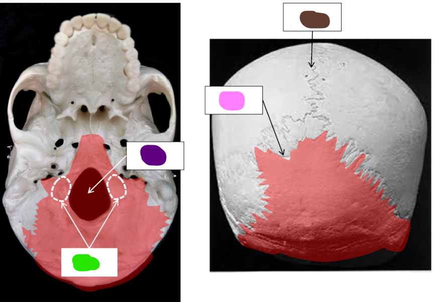 <p>What is the brown term?</p>