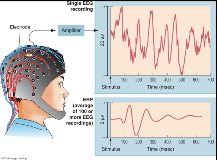 <ul><li><p>Analysis allows researchers to map the brain’s EEG response to environmental stimuli </p></li><li><p>In this examples, a characteristic waveform emerges </p><ul><li><p>when responses to the presentation of a tone are average over 100 trials </p></li></ul></li></ul><p></p>