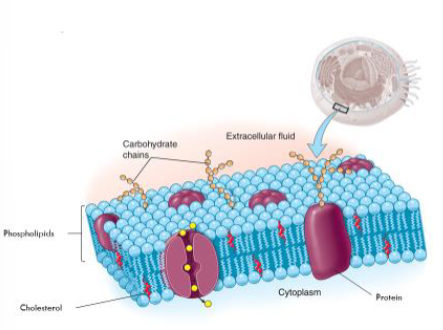 <ul><li><p>It is the boundary (walls and doors) of the cell.</p></li><li><p>It regulates the passage of the substance.</p></li><li><p>It is composed of phospholipids, cholesterol, and protein. </p></li></ul><p></p>