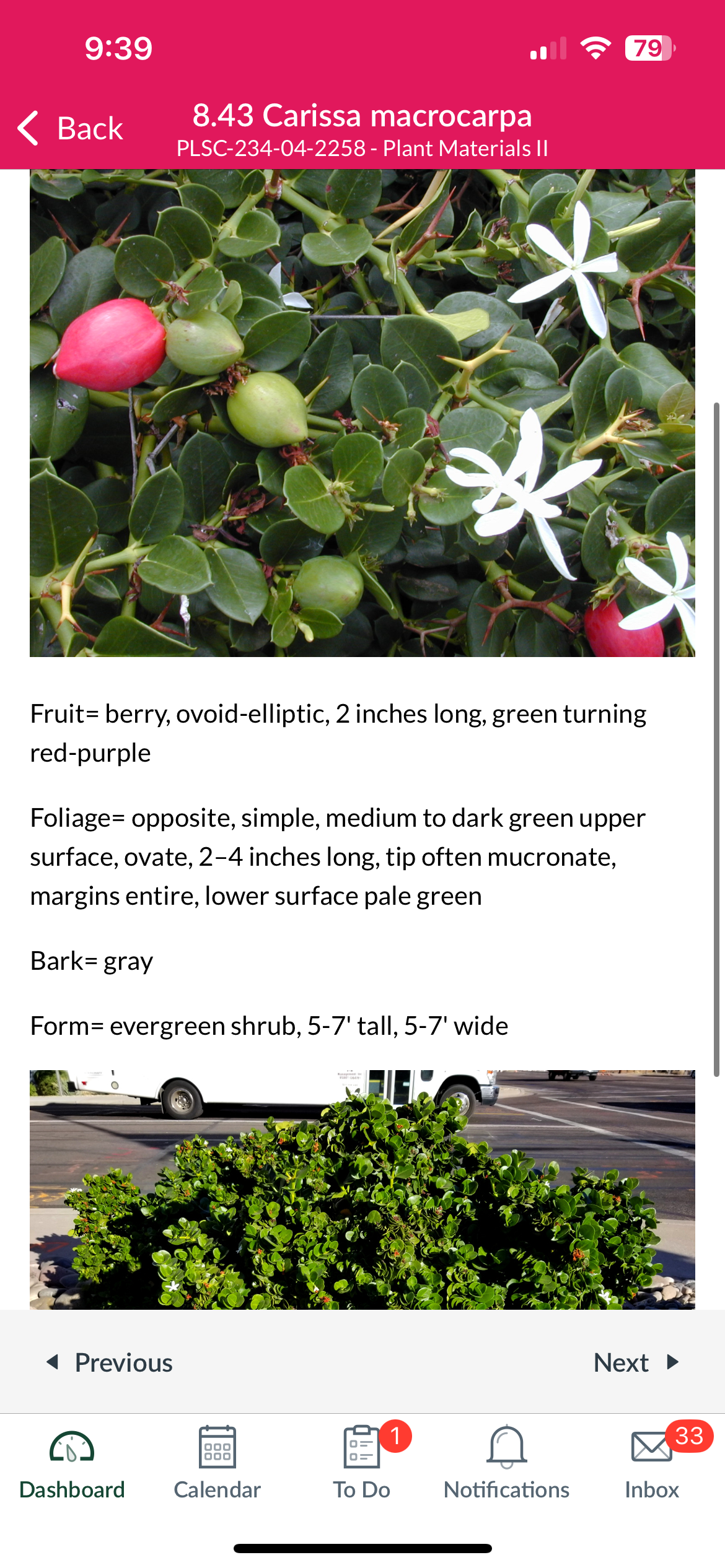 <p>Carissa macrocarpa</p>