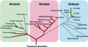 <ul><li><p>Bacteria, archaea, eukarya</p></li><li><p>bacteria and archaea are prokaryotes, but they are not each others closest relatives (archaea and eukarya are sister taxa)</p></li></ul><p></p>