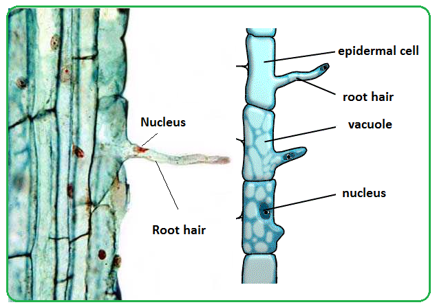 <ul><li><p><span>Roots are covered in many root hair cells that have root hairs to increase </span><strong><span>surface area</span></strong></p></li><li><p><span>Root hair cells contain lots of </span><strong><span>mitochondria</span></strong><span> to provide energy for active transport</span></p></li><li><p><span>The cell membranes of root hair cells have lots of </span><strong><span>carrier proteins </span></strong><span>for active transport</span></p></li></ul>