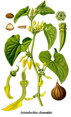 <p>Aristolochia clematitis</p>