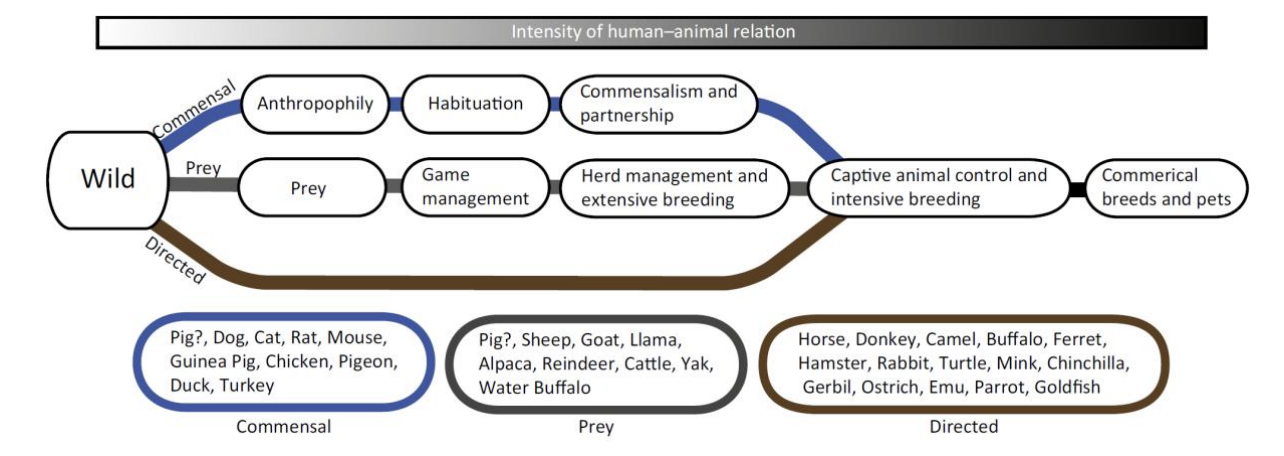 <ol><li><p>Early→ accidental <strong>Commensal pathway</strong></p><ul><li><p>attracted to humans as tamer, less fearful</p></li><li><p>selected themselves into a partnership with humans</p><p>→ <strong>Commensal pathway</strong></p></li></ul></li><li><p>Or Early→ Manage groups of prey species <strong>Prey Pathway</strong></p><ul><li><p>to the point they began to control breeding</p><p>→ <strong>Prey Pathway</strong></p></li><li><p>(most through this path)</p></li></ul></li><li><p><strong>Directed pathway</strong></p><ul><li><p>bred to promote traits</p></li><li><p>once knew what domestication could do</p></li></ul></li></ol><p></p>