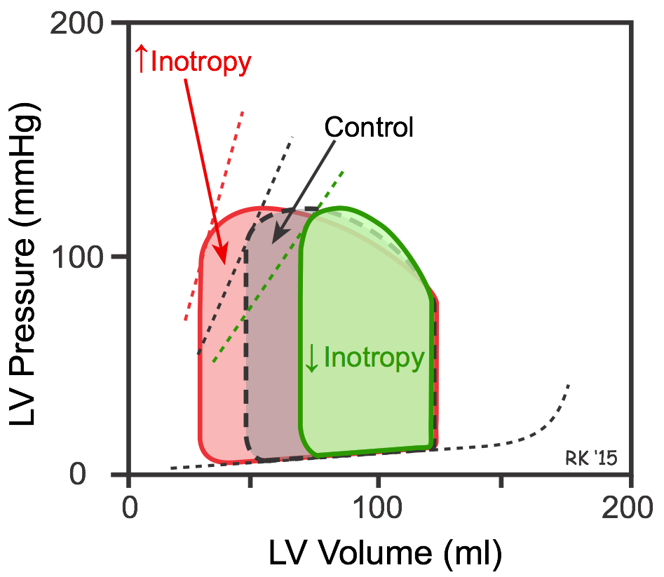 <p>Increased inotropy:</p><ul><li><p>decreased ESV from increased SV</p></li></ul><p>Decreased inotropy:</p><ul><li><p>increased ESV from decreased SV</p></li></ul><p></p>