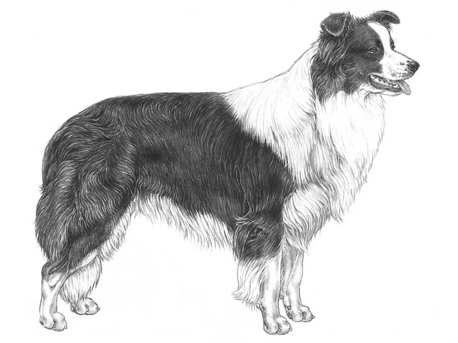 <p>Border collie</p>