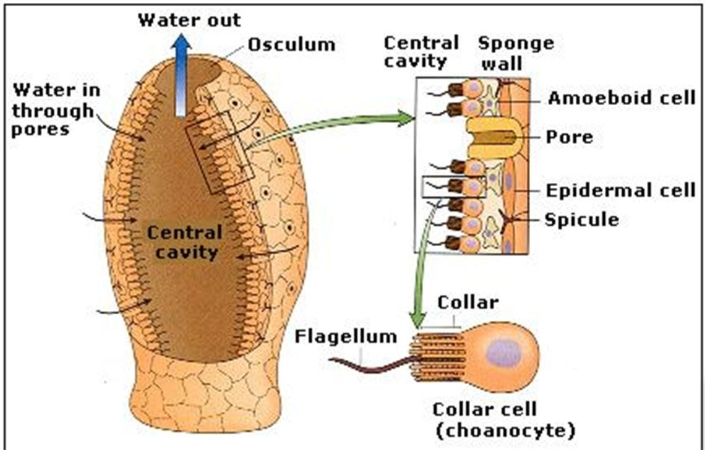 <p>; Large opening where water exits a sponge</p>