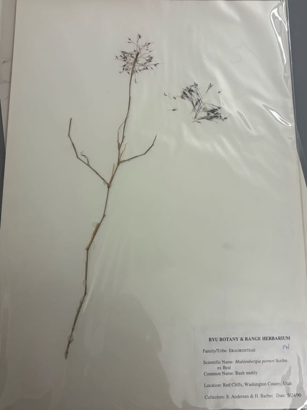 <p>• Spreading bent culms (brush like) • Short internodes, Zig-zag culm • Mature panicle open • Dark spikelets, long glumes • Very delicate awn • Open, diffuse panicle </p>